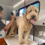 alpha dog spa bath and grooming