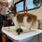 alpha dog spa full clip