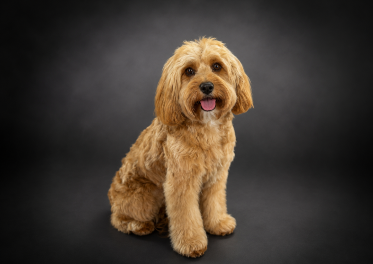 alpha dog spa golden