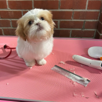 ads dog model (3)