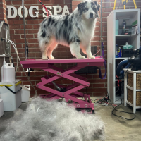 ads dog model (4)